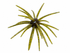 Super Urchin 19mm TPE Material (3 Pack)