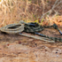 8mm Predator™ Sewn & Spliced Tree Tether & Lineman's Belts (Main Line Only)