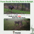 Pre/Post Rut - Synthetic Scrape Deer Scent