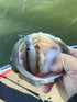 True Lock Swimbait Heads