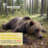 Bear Juice - Bear Attractant