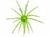 BFT Outdoor New Magnum Urchin 25mm