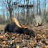 Moose Juice - Moose Scent