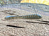 The Gadsden - Fish Or Die