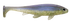 Weedless Executioner