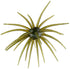 Hags Prickly Pear 9.9mm (2 Pack)