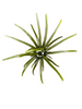 Hags Prickly Pear 9.9mm (2 Pack)