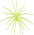 Hags Prickly Pear 9.9mm (2 Pack)