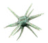 Sentinel Hooksavvy Urchin 25mm (TPE Material)