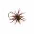 Push-On Tungsten Urchin Hook & Shakey Head - (Per 1) Jig Shack Exclusive