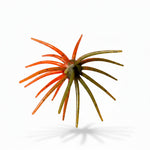 (NEW) BFT Split Decision Super Urchin 2 Tone Colorway (3pk)- 19mm Core 110mm/4.5” Diameter - TPE Material