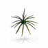 (NEW) BFT Split Decision Super Urchin 2 Tone Colorway (3pk)- 19mm Core 110mm/4.5” Diameter - TPE Material