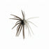 (NEW) BFT Split Decision Super Urchin 2 Tone Colorway (3pk)- 19mm Core 110mm/4.5” Diameter - TPE Material