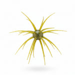 Coming Soon - "The Bash" Full-Size 27mm x 28.5mm Urchin - Original TPE Elastomer Material