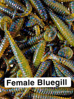 3.75" Paddletail Swimbait