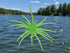 Super Urchin 19mm TPE Material (3 Pack)