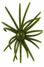 Micro Urchin 6.35mm (6-Pack)