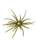 Hags Prickly Pear 19mm (TPE Material)