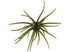 Hags Prickly Pear 19mm (TPE Material)