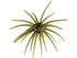 Hags Prickly Pear 19mm (TPE Material)