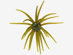 Hags Prickly Pear Big Tex 25mm - Available Now!