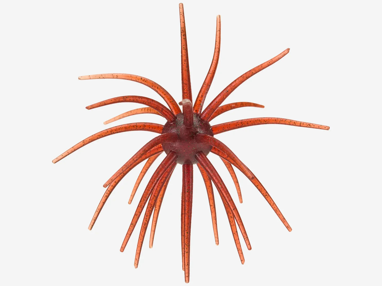 Hags Prickly Pear Big Tex 25mm - Available Now!