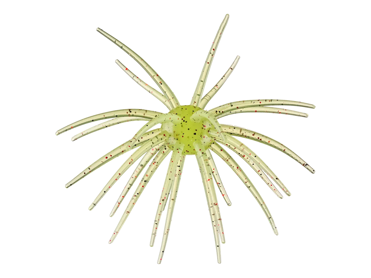 Hags Prickly Pear Big Tex 25mm - Available Now!