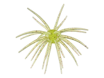 Hags Prickly Pear Big Tex 25mm - Available Now!