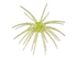 Hags Prickly Pear Big Tex 25mm - Available Now!