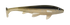 Weedless Executioner